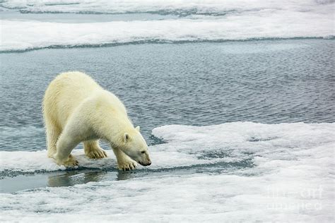 Polar Bear Ursus maritimus hunting seals b15 Photograph by Eyal Bartov - Fine Art America