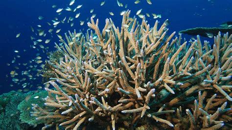 Different Types Of Coral: 17 Beautiful Species | Citrus Reef