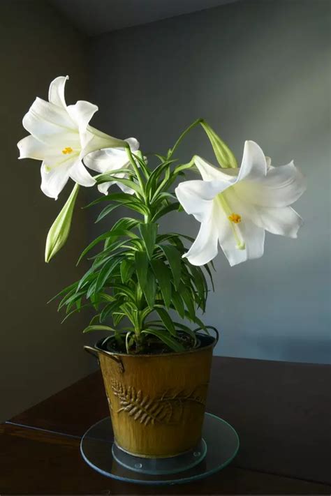 How to Care for Your Easter Lily Plant