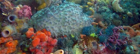 sponge diversity banner - Victorian National Parks AssociationVictorian National Parks Association