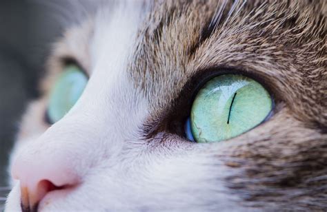 Home Remedies for Cat Eye Problems - PetHelpful