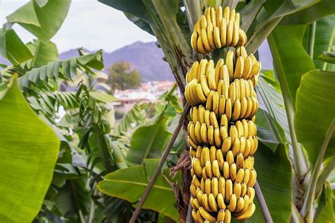 Bananen Turbana doos 18 kilogram (100131), TURBANA | Fruit - Van Gelder groente & fruit ...