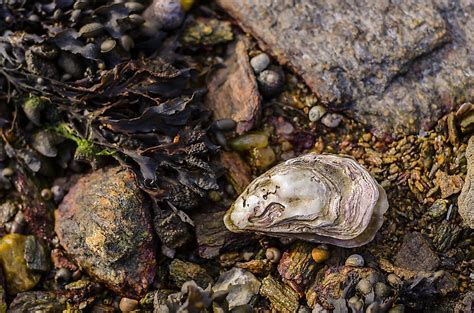 Oyster Facts: Animals of the Oceans - WorldAtlas