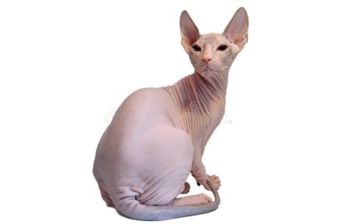 Don sphynx stock photo. Image of pink, naked, sphynx, animal - 3840262