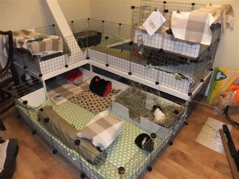 Amazing Guinea Pig Cages | Guinea Pig Hub