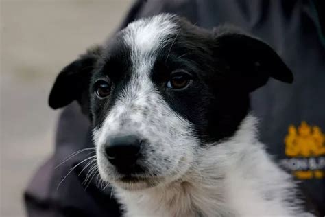 The sheepdog breeders in Wales who sell pups all over the world for as much as £27,000 - Wales ...