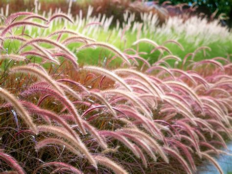 Horticulturists Share 10 Ornamental Grass Types For Movement In The Garden | Horticulture Magazine