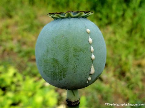 Opium Poppy Pods | Nature, Cultural, and Travel Photography Blog