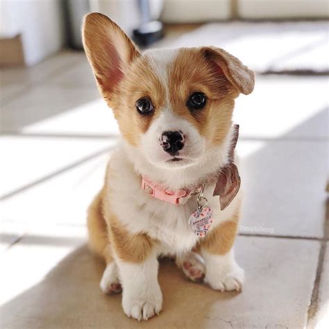 Photos and Fun Facts About Adorable Baby Corgis