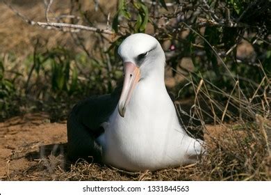 Laysan Albatross Kaena Point Oahu Hawaii Stock Photo 1331844563 ...