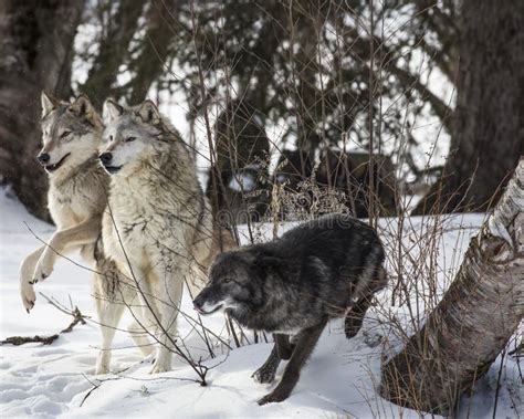 Wolf Pack Playing in the Snow. Stock Photo - Image of meadow, lupus: 112994836