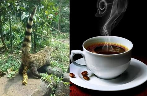 The world's most expensive coffee is made from animal poop! - DNB Stories Africa