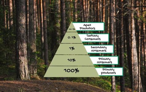 Taiga Food Web: Interconnected Relationships between Flora and Fauna