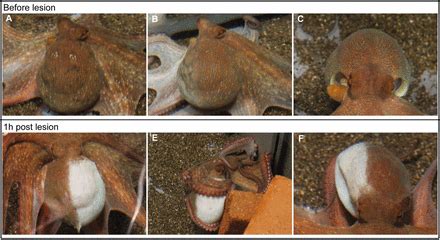 From injury to full repair: nerve regeneration and functional recovery in the common octopus ...