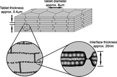 Structure of nacre [2]. | Download Scientific Diagram