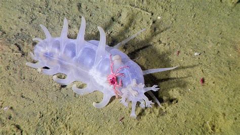 Sea pig • MBARI