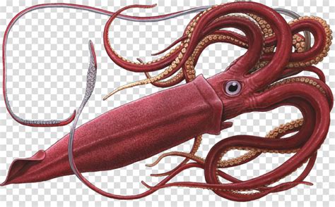 Squid clipart giant squid, Squid giant squid Transparent FREE for download on WebStockReview 2024