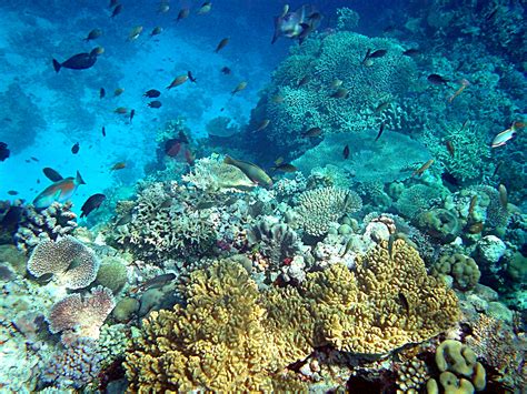 ملف:Coral reefs in papua new guinea.JPG - ويكيبيديا، الموسوعة الحرة