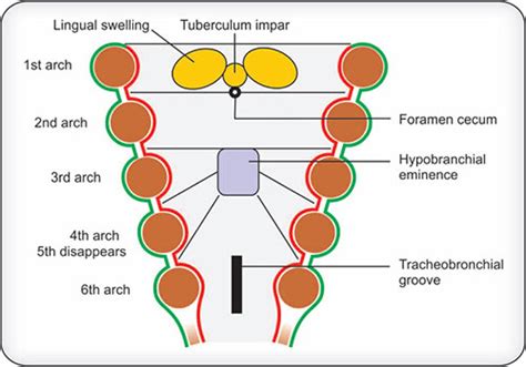 Foramen Cecum Embryology