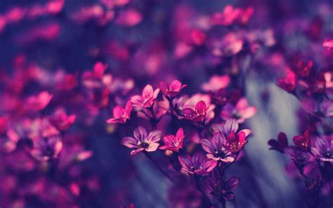 Purple Flower Desktop Wallpapers - Top Free Purple Flower Desktop ...