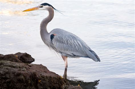 9 Types of Herons Found in California (2024) - Bird Watching HQ