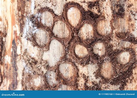 Bark Beetle Pine Damage Stock Photos - Download 399 Royalty Free Photos