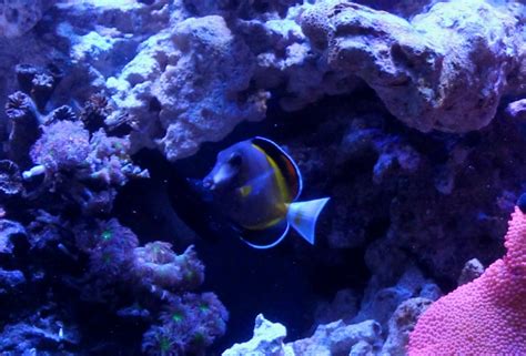 Powder Brown Tang - Reef Aquarium