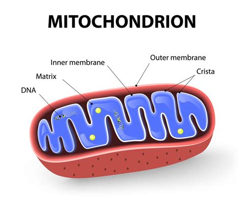 Easy Diagram Of Mitochondria