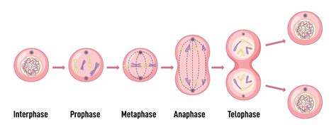 😱 Each phase of mitosis. What are the five phases of mitosis and what ...