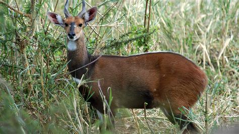 Bushbuck | MpalaLive