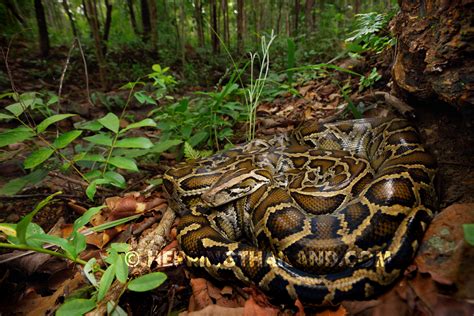 Python bivittatus – Burmese Python – HerpingThailand.com