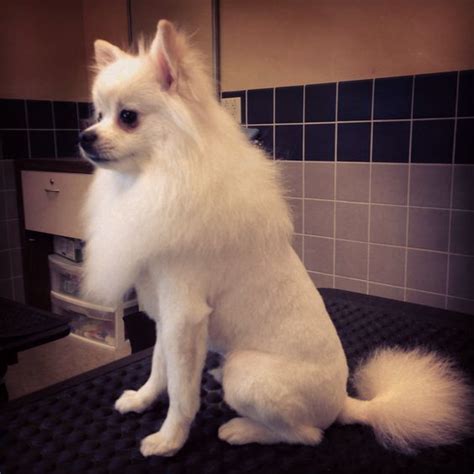 45 Pomeranian Haircuts & Grooming Ideas for Dog Lovers (2024 Styles) | Pomeranian lion cut ...