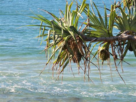 Free Images : beach, sea, ocean, palm tree, wave, flower, wind, coastal ...