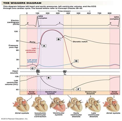 Wiggers Diagram Cardiac Cycle