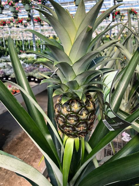 Pineapple Propagation: 9 Easy Steps to Root a Fruit Top