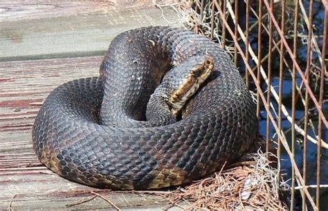 Cottonmouth Snake (Water Moccasin) Facts, Identification, Habitat, Diet, and Pictures