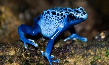 Blue poison dart frog - The Living Rainforest