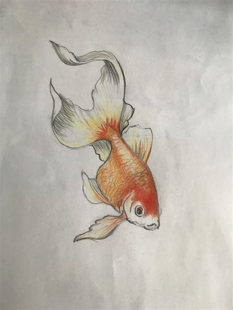 How To Draw A Realistic Fish - The following are fishes drawing lessons and step by step ...