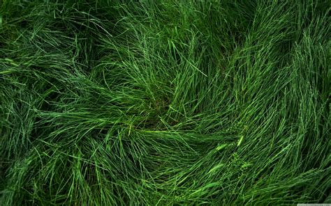 4K Grass Wallpapers - Top Free 4K Grass Backgrounds - WallpaperAccess