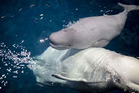 Shedd Aquarium’s baby beluga whale named - Chicago Sun-Times