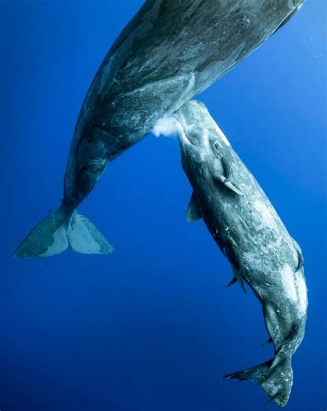 These Photos Of A Whale Nursing Her Calf Show The Magic Of Motherhood - Hasan Jasim