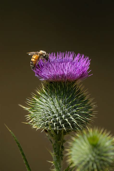 Thistle Flower Drawings Photos, Download The BEST Free Thistle Flower Drawings Stock Photos & HD ...