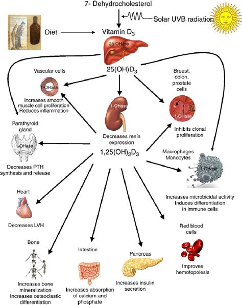 1: The Mechanism of Action of Vitamin D. | Download Scientific Diagram