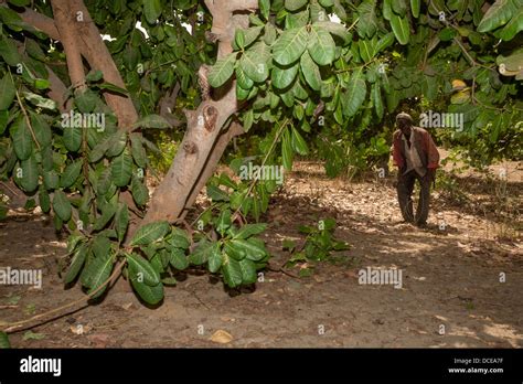 Pruning example hi-res stock photography and images - Alamy