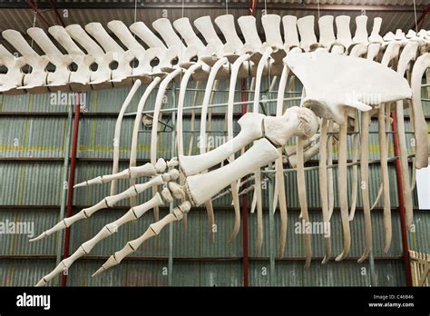 Blue whale skeleton at Whale World museum. Frenchman Bay, Albany, Western Australia, Australia ...