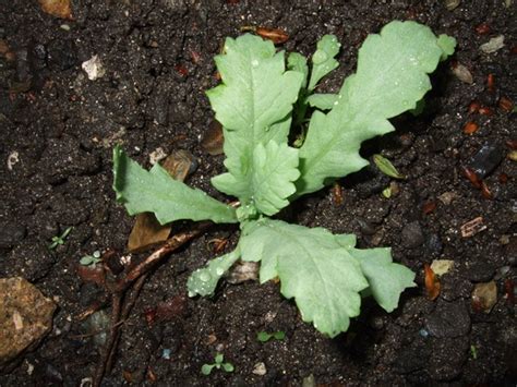 The Opium Poppy Seedling : Grows on You