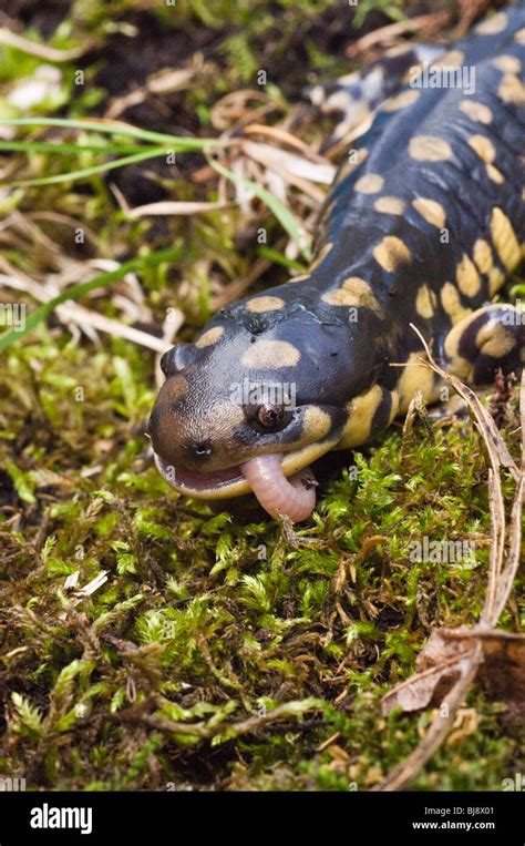 Tiger salamander larvae hi-res stock photography and images - Alamy