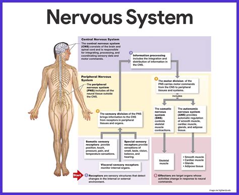 Nervous System Worksheet High School – Imsyaf.com