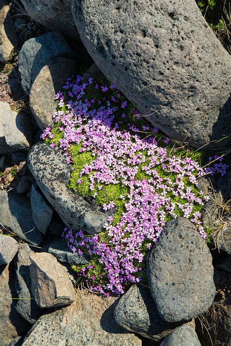 Pink flowers in Iceland Photograph by Matthias Hauser - Fine Art America