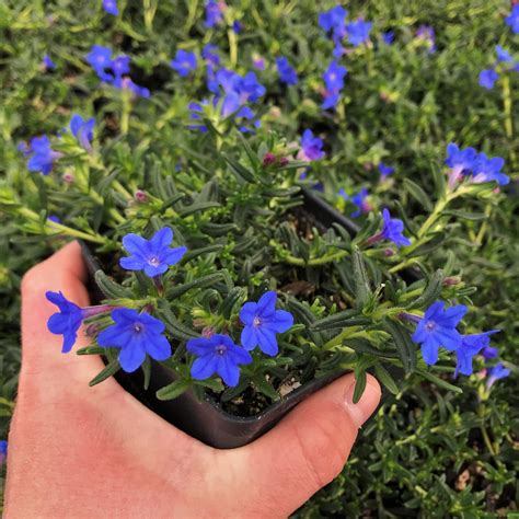 Lithodora diffusa 'Heavenly Blue' (4" Pot) | Little Prince To Go